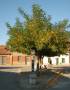 Plaza principal del pueblo con su fuente y sus árboles que alivian a los vecinos y peregrinos  del intenso calor del verano