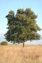Árbol autóctono de la Sobarriba “El Mostajal”